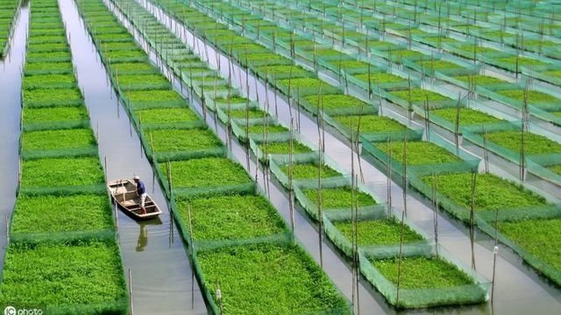 智慧农业种植系统：引领未来农业发展的十大品牌解析