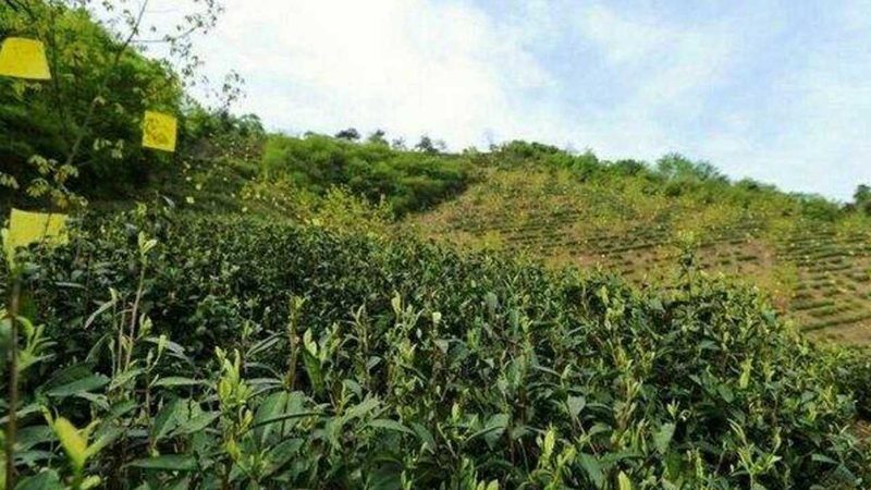 无土农业种植柱：规格分类与选型要点