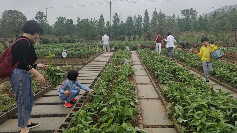 社区果蔬配送系统：构建高效本地化供应链的关键