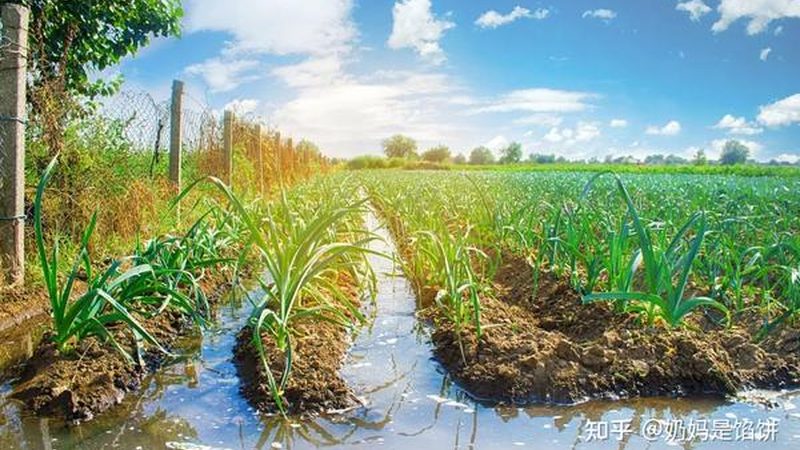 农民专业合作社注销后债务怎么办