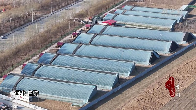 生鲜配送加盟：区域保护政策下的行业发展