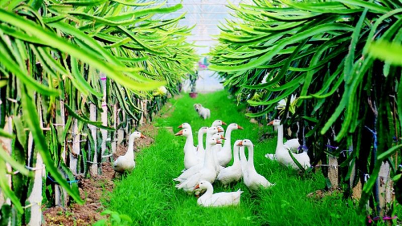 玉米种植深加工项目：设备选型的关键考量**